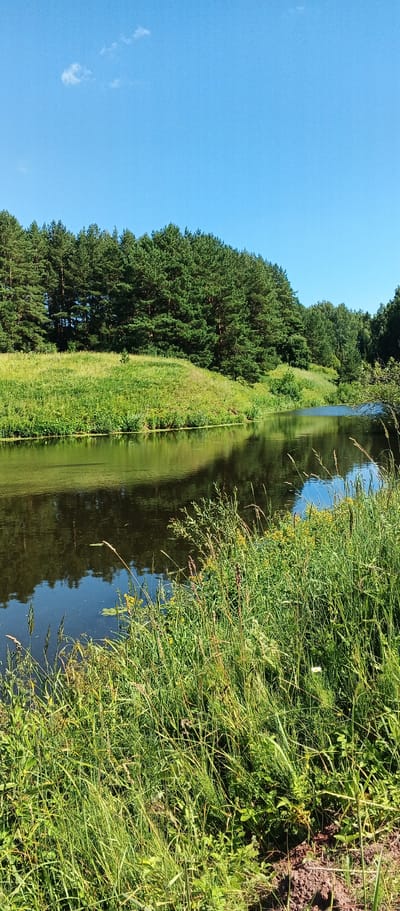 The image shows a tranquil natural scene along the bank of a river in the city of Podgornoe, Russia. The sky is a clear, bright blue with a few wispy white clouds. A dense forest of tall green pine trees borders the far bank of the river and extends up a gentle, grassy slope. The river itself is dark and reflective, mirroring the trees and sky. The near bank is covered in lush green grass and wild plants, with some taller stalks of grass and wildflowers in the foreground. The overall impression is one of a peaceful, undisturbed natural environment.