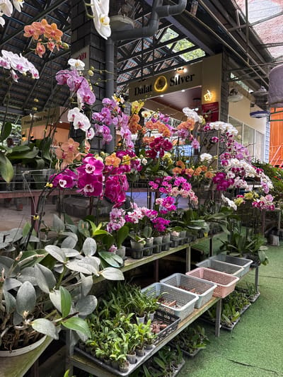 The image shows a close-up view of a flower shop in Định An, Vietnam, specializing in orchids. Numerous potted orchids of various colors, including white, pink, purple, and orange, are displayed on shelves and tables. The shop appears to be covered by a roof with visible support structures and lighting fixtures. In the background, there are signs for "Dalat Silver" and "Premium Dalat Products." A few birdcages are also hanging from the ceiling. The floor is covered with green artificial turf. No people are prominently visible in the shot.