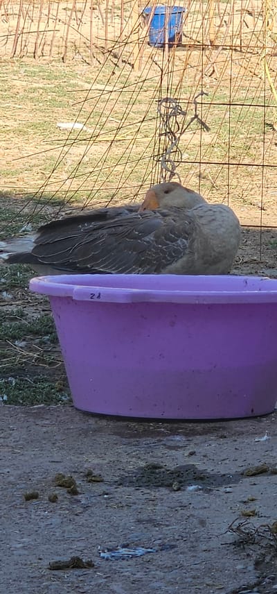 The image shows a goose with gray and brown feathers, its head tucked into its body, resting beside a purple tub. The goose is likely in an outdoor enclosure, indicated by the wire fence and dry grass visible in the background. A small blue object, possibly a feeder or water dispenser, is also present within the enclosure. The tub has the number "28" written on its side. The ground appears to be dirt and possibly concrete, with some dry vegetation and debris. The lighting suggests it is daytime, with sunlight casting shadows. The scene is likely a farm or a rural setting in Ленинабад, Uzbekistan. The goose appears calm and undisturbed.