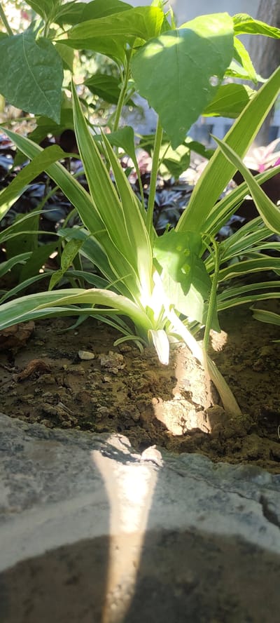 The image shows a close-up view of plants growing in soil, likely in a garden or planter. The focus is on the vibrant green leaves of a striped plant, possibly a spider plant, with streaks of white along the edges. The soil appears dry and somewhat clumpy, with a few small pebbles and fallen leaves scattered on the surface. Sunlight casts strong shadows, creating a dramatic contrast between the illuminated and shaded areas of the plants and the ground. In the foreground, a blurred, textured surface, possibly a stone or concrete edge, partially obscures the view. The background is a blur of more foliage and hints of other colors, suggesting a natural or semi-natural environment. There are no people visible in the image, and no specific landmarks identify the location as being in Namangan City, Uzbekistan. The scene is a naturalistic portrayal of plant life under sunlight.