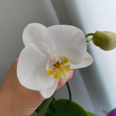 A person's hand is gently holding a white orchid with a yellow and brown center. The orchid has several petals and two green buds on a stem behind it. The background is a gradient of gray and white, suggesting an indoor setting with soft lighting. There is no identifiable location in the city of Tohatin, Moldova.