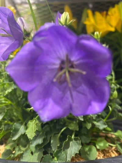 This close-up media file features a vibrant purple bellflower in full bloom, with its petals dominating the foreground. The flower is depicted with a shallow depth of field, making it the clear subject against a softly blurred background of green foliage and hints of yellow flowers. A second, less defined purple flower is visible in the lower left portion of the frame, suggesting a cluster or a companion plant. The setting appears to be an outdoor environment, possibly a garden or a potted plant display, given the presence of soil or mulch in the upper right corner. The lighting suggests it could be daytime, with natural light illuminating the scene. No people are visible in the media file, nor is any text. The overall impression is one of natural beauty and tranquility, with the vivid colors of the flowers adding a cheerful element to the scene. The location context of Pointe-Claire, Canada, implies a temperate climate and a possible suburban or natural setting for the flowers.