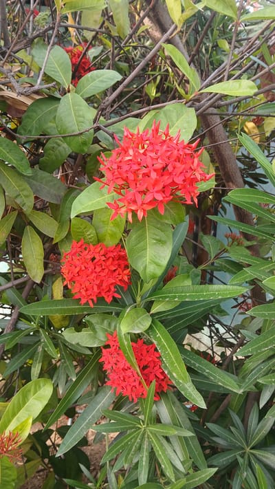 The image depicts a close-up view of a plant with multiple clusters of small red flowers surrounded by green leaves. There are three distinct flower clusters visible, each composed of numerous tiny, star-shaped red blooms. The leaves surrounding the flowers vary in shape, with some being broad and rounded while others are long and slender. Thin, brown branches weave through the foliage. The image suggests a natural outdoor setting. It is not possible to determine the location in Barcelona, Venezuela, from this image alone.