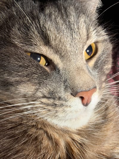 This is a close-up, macro photograph of a cat's face, taken in what appears to be an indoor setting, possibly a home in the city of Шихово, Russia. The cat has tabby markings with grey and brown fur. Its left eye, a bright yellow-green, is prominently featured, with a reflection of light visible in the pupil. The cat's nose is a soft pink, and its white whiskers are clearly defined against its fur. The background is dark and out of focus, with a hint of patterned fabric, possibly a blanket or upholstery, visible on the right side of the frame. The lighting highlights the texture of the cat's fur and the details of its face. There are no people or any other discernible objects or actions in the image.