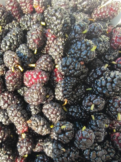 The image is a close-up, overhead shot of a pile of mulberries. The mulberries are dark purple to black, with some appearing reddish-purple. They have a bumpy, textured surface and many have small green stems attached. The lighting suggests they are outdoors in sunlight, casting subtle reflections on the berries. The scene appears to be a simple, natural display of freshly picked fruit. There are no people, buildings, or identifiable landmarks from Poltavka, Ukraine visible in the image.