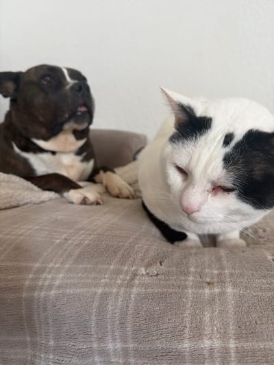 A low-angle shot depicts a white cat with black markings on its head and a black collar, looking down. The cat is near a gray textured surface, possibly furniture. Below the cat, a black and white dog is visible, looking upward. The image appears to be taken indoors. There is no information available in the image to suggest it was taken in Sant Martí Sarroca, Spain.