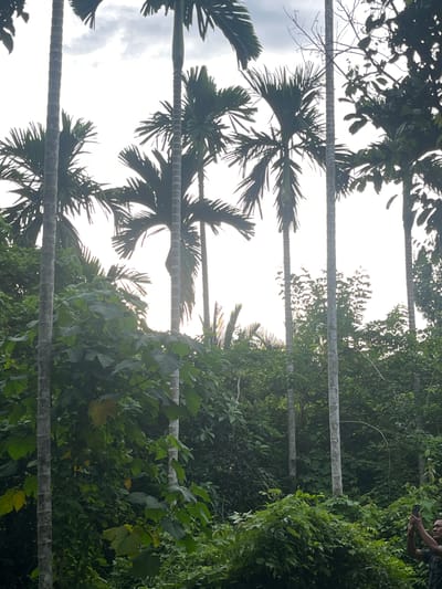 The image shows a grove of palm trees, with their tall, slender trunks rising towards a bright, overcast sky. The fronds of the palm trees are lush and green, creating a dense canopy that filters the light. In the foreground, the rough texture of the palm trunks is visible, with rings marking their growth.
On the right side of the image, dense green foliage forms a wall of vegetation, suggesting a tropical or subtropical environment. Interspersed within this foliage, and also visible between the palm trunks, are numerous green leaves of varying sizes and shapes, some with hints of yellow.
In the upper right corner of the image, a person is partially visible, holding a smartphone and appearing to take a photograph. This individual is wearing a dark, patterned shirt and has short hair. Their posture suggests they are standing among the trees, possibly exploring the area.
The overall scene evokes a sense of natural beauty and tranquility, with the towering palms and abundant greenery. The overcast sky suggests it might be late morning or early afternoon, with diffused light illuminating the scene. The setting appears to be a natural or semi-natural area, possibly a park, a plantation, or a forest edge, consistent with the provided location context of Aronpirak, Indonesia. There is no visible text in the image.