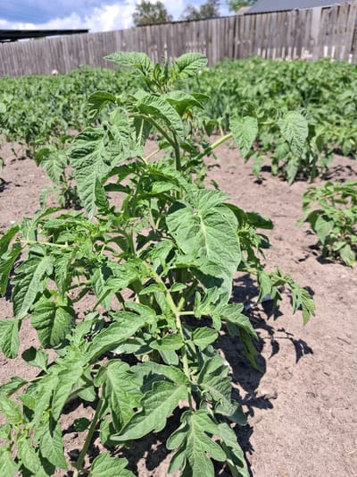 The image depicts a vegetable garden, likely a potato field, in Krolevets, Ukraine. In the foreground, a young tomato plant is the primary subject, its green leaves clearly visible. The plant exhibits new growth and some small buds, suggesting it is in an early stage of development. The soil is dry and appears to be well-tilled. In the background, rows of similar plants stretch towards a wooden fence, which encloses the garden. The fence is made of vertical wooden planks and shows signs of wear. The sky above is partly cloudy, with patches of blue and white clouds. The overall scene is characteristic of a rural or suburban garden setting.