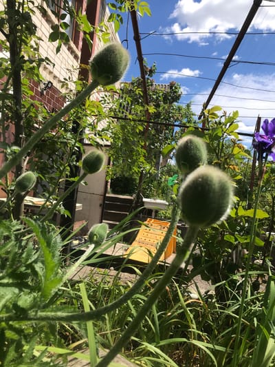The image shows a low-angle, close-up view of poppy buds in a garden setting. The buds are green, round, and covered in fine hairs. They are at various stages of development, with some appearing larger and more mature than others. The stems of the poppies are visible, covered in bristly hairs, along with other green foliage. In the background, a building with brick and tiled roof elements is visible. A metal trellis or structure is visible in the sky, suggesting the plants are growing within a garden or yard. Beyond that, the blue sky with scattered clouds is visible. A possible location is Petrykiv, Ukraine. The scene is outdoors in daylight.