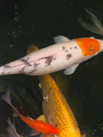 The image shows three koi fish in a pond. One koi is primarily white with an orange patch on its head and black spots along its body. Another koi is gold with a scale-like pattern. A third koi is bright orange and smaller than the other two. The pond water is dark and murky. The location is Villebon-sur-Yvette, France. No people are visible. The fish are swimming in the water.