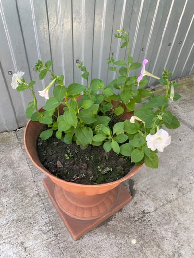 A light brown planter containing several petunia plants with white and pink flowers sits on a square base outdoors. The planter is filled with dark soil and has small green sprouts emerging. Behind the planter is a gray corrugated metal wall. The ground is concrete with some cracks and water stains. The scene is illuminated by natural light. The location is identified as Kurskaya, Russia.