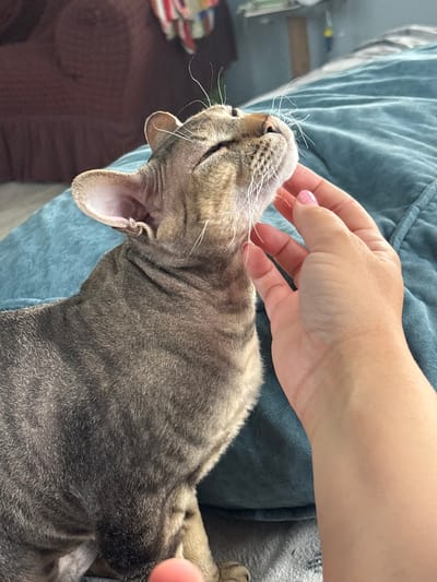 A close-up, high-angle shot captures a moment of affectionate interaction between a human and a cat in an indoor setting. The main subjects are a short-haired tabby cat and a human hand. The cat, predominantly grey and brown with visible tabby markings, is shown from the chest up, with its head tilted upwards and slightly back. Its eyes are partially closed, suggesting comfort and enjoyment while being petted. Prominent white whiskers extend from its muzzle. One of its ears is visible, featuring a light pink interior.
A fair-skinned human hand is gently stroking the cat's head and cheek area. The hand's index finger is visible, adorned with pink glitter nail polish. The background is soft and blurred, consisting primarily of a crumpled light blue-green fabric, possibly a blanket or soft furnishing, on which the cat appears to be resting. A darker, blurry brown surface is visible in the lower-left background, suggesting another piece of furniture or bedding.
The activity taking place is a human petting a cat, conveying a sense of calm and companionship. The cat's relaxed posture and closed eyes indicate contentment. The lighting suggests an indoor environment, but the specific time of day is not discernible. No visible text is present in the image. The scene conveys a warm, domestic atmosphere, likely within a home in Natukhayevskaya, Russia.