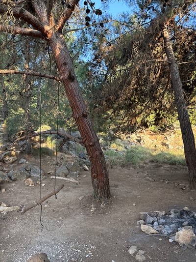 The image depicts an outdoor scene in Kfar Vradim, Israel, characterized by a natural, somewhat rugged environment. Dominating the foreground are two large pine trees with thick, textured bark. One tree is positioned on the left, angled towards the right side of the frame, and another is on the right, partially obscuring the background. The ground is a mixture of dry, cracked earth, small stones, and pine needles.
Suspended between the trees is a rustic swing constructed from a thick branch, hanging by two dark ropes. The swing is positioned to the left of center. In the lower right quadrant of the image, a circular fire pit is visible, composed of various stones and containing remnants of burnt wood and ash, suggesting recent use.
The background features more pine trees, their branches laden with pinecones. Sunlight filters through the foliage, casting dappled shadows. The terrain in the distance appears rocky and uneven, with sparse green vegetation. The sky is a clear, bright blue. The overall impression is one of a serene, undeveloped natural area, possibly a park or a remote campsite within or on the outskirts of Kfar Vradim. There are no people or animals visible in the image.