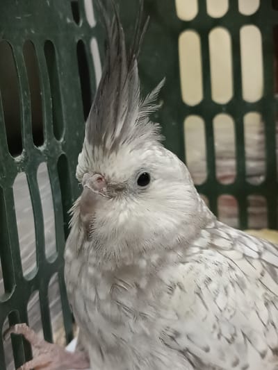A close-up, eye-level shot features a cockatiel, a species of parrot native to Australia, with pale grey and white plumage. The bird's crest is raised, indicating alertness or curiosity. It is positioned within a dark green plastic cage, which is partially visible along the left and background. The cage has a slatted design, with oblong openings. The background beyond the cage is out of focus, showing hints of a neutral-colored wall and possibly other objects. The lighting is soft and even, highlighting the textures of the bird's feathers and the cage. There is no indication of location in Dangir, Uzbekistan, or any specific environmental context beyond the immediate confines of the cage. The image captures a single subject, the bird, in a static pose.
