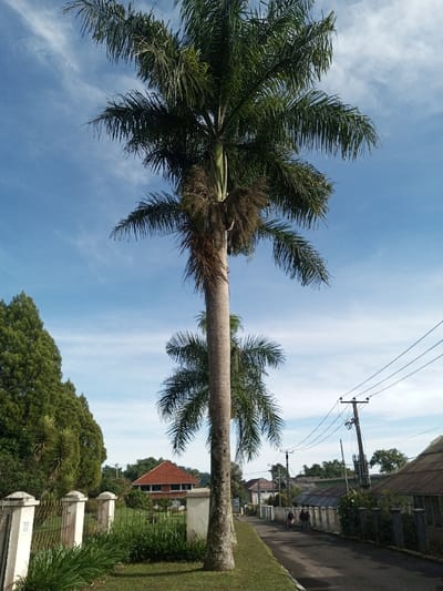 The image displays a street scene in Salai Har Htan, Myanmar, under a clear blue sky with sparse white cirrus clouds. A prominent, tall palm tree with a slender light brown trunk and green fronds occupies the left-center foreground, with a smaller palm tree visible behind it. To the left, a section of a white concrete fence with decorative gold metal elements encloses a grassy area, beyond which dense, dark green coniferous trees are visible. An asphalt path extends into the distance on the right side of the frame, bordered by a grassy verge. Two individuals are observed walking away from the viewer on this path in the mid-ground. Along the right side of the path, multiple wooden utility poles support numerous overhead power lines. In the background, various buildings are present, including a structure with a distinct orange-red tiled roof on the left and residential buildings with lighter colored roofs, some possibly corrugated, on the right. The scene is illuminated by natural daylight.