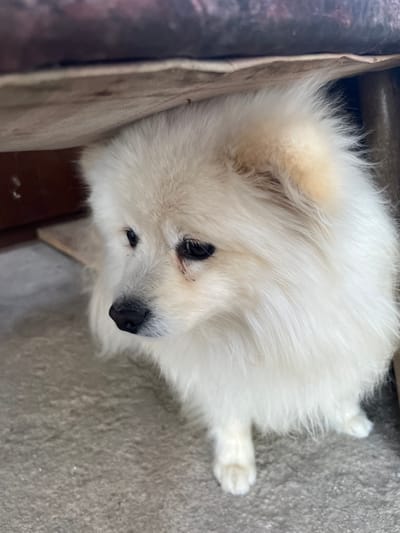 A white, fluffy dog with black eyes and a black nose lies on a gray surface, possibly concrete. The dog is partially positioned near a dark-colored wooden structure or wall. The location is Damianitsa, Bulgaria.