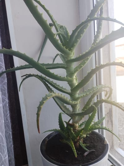 An aloe vera plant in a white pot sits on a windowsill. The plant has thick, green, spiky leaves that spiral around the central stem. The background consists of a window with sheer curtains on the left, and the light from outside is casting a bright glare. A hint of buildings and sky can be seen through the window on the right. The image does not provide any information to determine its location within the city of Октябрь, Kyrgyzstan.