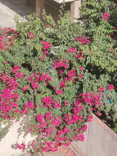 The image shows a dense, vibrant bougainvillea plant with numerous bright pink bracts and small white flowers. The plant cascades over a light-colored wall and a textured surface that appears to be part of a building's exterior, possibly a patio or walkway. The wall is casting shadows, indicating it is daytime and sunny. In the background, a portion of a building with beige pillars and a white ceiling is visible, suggesting an outdoor architectural setting. The composition is dominated by the lush greenery and the striking pink blossoms of the bougainvillea. There are no people or animals present in the image.