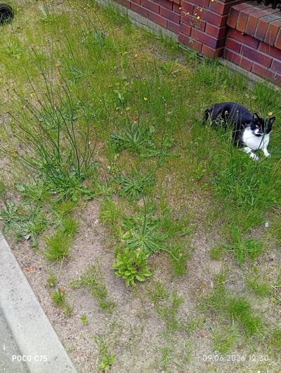 The image shows a black and white cat sitting in the grass next to a brick wall. The cat is facing the camera and looking directly at it. The grass is green and there are some small yellow flowers growing in it. The brick wall is red and there is a black fence on top of it. The image was taken in Wilczyce, Poland on June 9, 2026 at 12:30 PM.