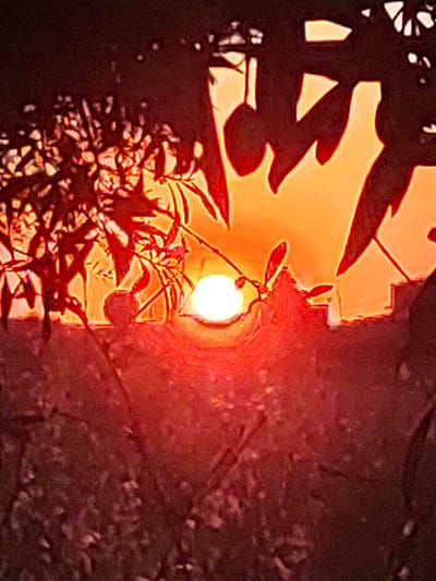 The image depicts a sunset viewed through foliage and branches. The sun is a bright, white orb low in the sky, casting a warm, orange glow. Silhouetted leaves and branches frame the scene, creating a dappled effect. In the middle ground, a structure with distinct architectural features, possibly stairs or a multi-tiered building, is visible behind the foliage, illuminated by the sunset. The foreground is filled with darker, out-of-focus foliage and a textured surface, likely ground or a wall, in deep red and brown tones. The overall impression is one of natural beauty and urban texture juxtaposed by the dramatic lighting of sunset. This scene could be observed from a garden or balcony in Valverde de Leganés, Spain, given the typical architectural style and vegetation often found in such locations.