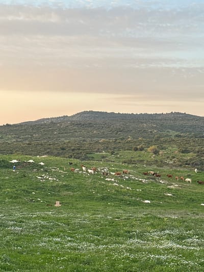The image depicts a rural, hilly landscape within the Megido Regional Council, Israel, under a partially cloudy sky with soft, diffused light suggesting either early morning or late afternoon. The foreground features a vibrant green pasture abundantly dotted with small white wildflowers. A solitary, brown, T-shaped marker or stake is visible upright in the lower-middle section of the foreground.

In the midground, a herd consisting of approximately 20 to 30 domestic goats and sheep is scattered across a gently sloping, rocky, green hillside. The animals exhibit varying coats, including white, brown, black, and mixed patterns. They appear to be grazing or standing idly. To the far left of this hillside, a small pile of white debris or rocks is present, alongside a prominent blue cylindrical object, possibly a bucket or container.

The background consists of a larger, undulating hill or mountain covered extensively with dense, dark green scrubland and sparse trees, indicating a natural, uncultivated environment. The horizon line beneath the sky shows a subtle gradient of pale orange and pink, transitioning to lighter blues and whites in the upper sky where diffuse cloud formations are present. No human figures are visible in the scene.