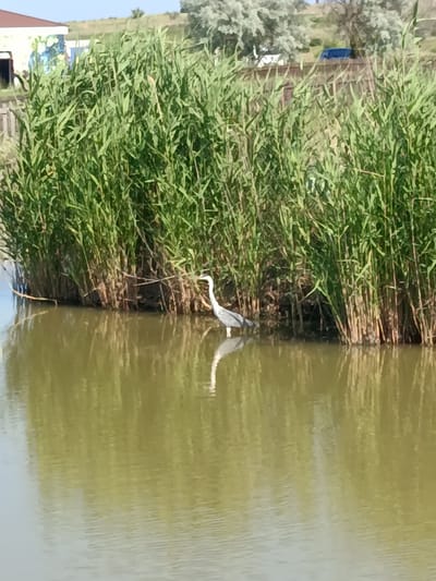 A grey heron stands in shallow, murky water next to a thicket of tall, green reeds. The heron is facing left, with its long neck slightly bent, possibly hunting. Its reflection is visible in the water, distorted by ripples. Behind the reeds, a grassy hillside slopes upwards, dotted with trees. A dark blue vehicle is parked on a raised area behind a wooden fence, partially obscured by the reeds. To the far left, a portion of a building with a brown roof is visible, with colorful graffiti on its side. The scene suggests a natural, perhaps rural, setting, likely during the daytime with clear weather given the bright lighting and shadows. The overall mood is peaceful and tranquil, focusing on the heron in its natural habitat. No visible text is present in the image.