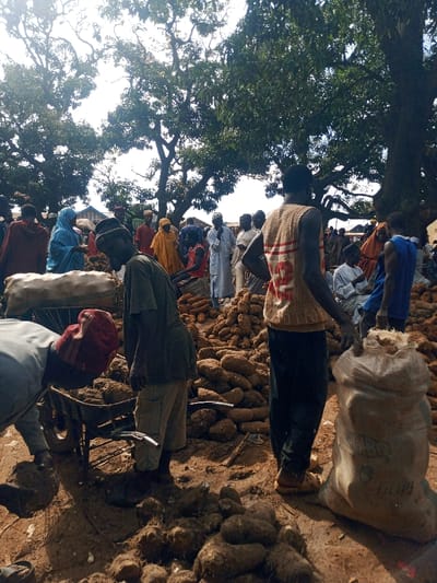 This image captures a bustling open-air market scene in Birnin Yero, Nigeria, under bright daylight. The ground is composed of dry, reddish-brown earth and dirt. Numerous large, irregularly shaped tubers, consistent with yams, are piled directly onto the ground throughout the foreground and mid-ground.
In the immediate foreground, a person wearing a light-colored long-sleeved shirt and a red head covering is bent over, handling a dark, large tuber near a metal wheelbarrow filled with more tubers. Another individual, wearing a dark green short-sleeved shirt and light-colored pants, stands nearby, observing the activity. To their right, a third person, dressed in a beige, patterned sleeveless top and dark pants, stands beside a large, off-white woven sack that contains what appears to be peeled or cut yam pieces.
Numerous other individuals, predominantly adults, are visible in the background and mid-ground. They are standing, moving, and interacting amidst additional piles of tubers. Their attire is diverse, featuring garments such as a blue hijab, red and yellow head coverings, red cloaks, white tunics, and various casual shirts, including blue and red sleeveless tops.
The upper portion of the frame is dominated by the dense, green foliage and prominent branches of several large, mature trees, suggesting a shaded area within the market. In the distant background, partially obscured by people and foliage, several buildings are visible, one featuring a distinctive light blue roof. The scene depicts active commerce centered around agricultural produce.