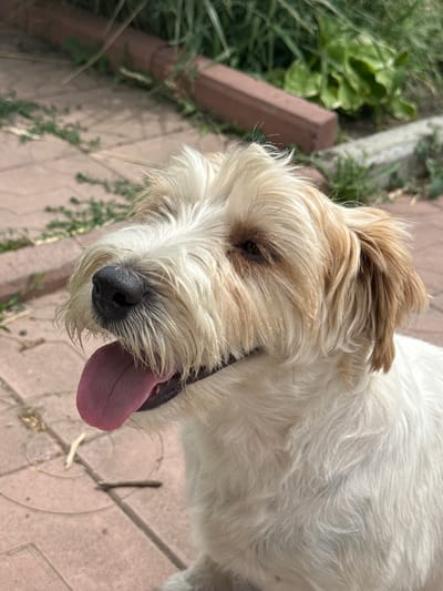 A close-up, eye-level, medium shot captures a medium-sized, light-colored, shaggy-haired dog panting outdoors. The dog's tongue is prominently displayed, colored pink and extended from its mouth. Its fur is a mix of white and light brown, with the brown concentrated around its ears and eyes. The dog's nose is dark and moist, and its eyes are visible but partially obscured by its shaggy eyebrows. The background consists of a textured, reddish-brown paver stone surface, with scattered patches of green grass and foliage. A couple of blurred brown garden border bricks are visible in the upper portion of the image, suggesting a backyard or garden setting. The lighting appears to be natural daylight, creating soft shadows. The exact location in Priobskiy, Russia, is not discernible from the visual information provided.