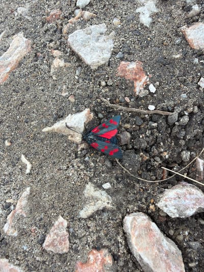 A close-up overhead shot captures a dark-colored moth with vibrant red markings on its wings resting on a dry, gravelly ground surface interspersed with broken pieces of what appear to be concrete or light-colored stone fragments. The moth, positioned in the lower center of the frame, displays its wings, which are primarily black with distinct, roughly circular red spots. Its antennae are black and extend forward. The ground is composed of small pebbles, sand, and darker soil. The lighting suggests an outdoor environment during daylight. The scene appears to be located in an unpaved area within the city of Tsigov Chark, Bulgaria, likely a natural or disturbed landscape such as a path, construction site, or undeveloped terrain.
