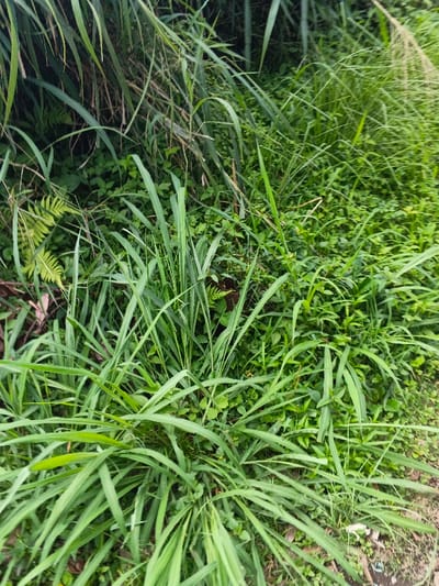 The scene, located in the city of Koipa, Papua New Guinea, depicts a dense, natural expanse of green vegetation. The foreground and midground are primarily composed of various types of grasses, characterized by long, narrow, bright to medium green blades, forming thick clumps. Interspersed throughout and receding into the background are numerous smaller broad-leafed plants and darker green foliage. In the upper left quadrant, several light green fern fronds are visible amidst the other plant life. The background consists of a dense, undifferentiated mass of green vegetation, suggesting a wild or overgrown area. No human figures, animals, or man-made objects are present in the frame. The lighting is uniform, indicating either an overcast condition or a shaded environment.