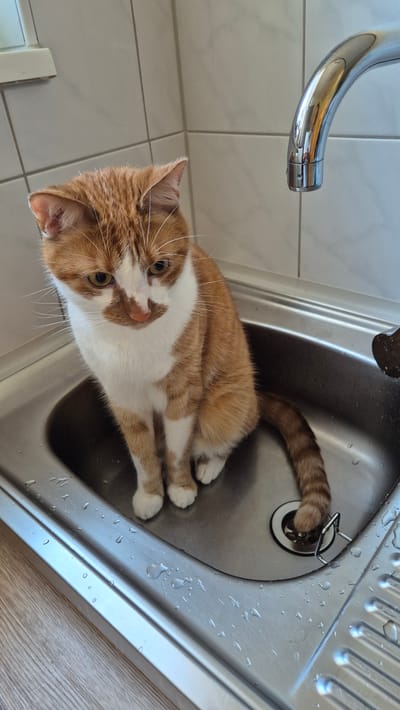 An orange and white tabby cat is sitting in a stainless steel sink. The cat is facing downwards and to the left, with its tail curled around the drain. The sink is wet, with several water droplets visible. A chrome faucet is visible in the upper right corner of the image. The background consists of white tiled walls and a wooden countertop. This scene is not in Miltenberg, Germany.