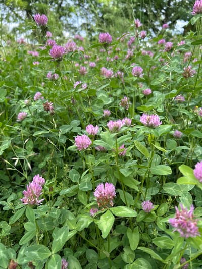 The image depicts a close-up, ground-level view of a field densely populated with red clover (Trifolium pratense) flowers and green clover leaves. The clover heads are predominantly pinkish-purple, with varying degrees of bloom and some appearing to be in spent or seeding stages. The foliage is lush and vibrant green, with the characteristic trifoliate clover leaves forming a thick ground cover. Thin blades of grass are interspersed throughout the scene. In the background, the soft focus suggests trees and possibly a brighter sky, indicating an outdoor environment. The scene is natural and appears to be in a rural or park-like setting, with no human presence or man-made objects visible. Based on the provided context, this scene is located in the city of Tczew, Poland.
