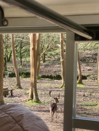 The image presents a view from an interior space, likely a room or vehicle, looking out into a sunlit wooded area identified as characteristic of the Tapada Nacional de Mafra in Mafra, Portugal.
In the immediate foreground, to the lower left, a beige, soft textile object, possibly a duvet or blanket, occupies the bottom portion of the frame. The top and right edges feature a light-colored structural frame and a dark, horizontal bar, consistent with a window or door opening.
The exterior scene centers on a male fallow deer (Dama dama) with large, palmate antlers. The deer is positioned in the mid-ground, walking away from the viewer on a path covered with dry, fallen leaves. Its coat is reddish-brown with a distinct darker dorsal stripe and a white rump patch.
The surrounding environment is a deciduous forest. Several trees with smooth, light reddish-orange bark are prominent in the mid-ground, while other trees with gnarled, moss-covered trunks and bare branches are visible throughout the background. The forest floor is covered extensively with brown fallen leaves and interspersed patches of vibrant green moss or low-lying vegetation. A rustic wooden bench with a backrest is discernible on the far left side of the image, partially obscured by a tree trunk. A subtle, shallow depression or bank runs horizontally across the mid-distance. The scene is brightly illuminated by natural sunlight, suggesting a clear day.