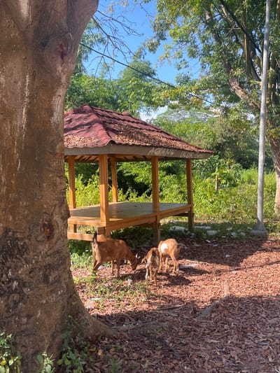 In Taliwang, Indonesia, a sun-dappled scene unfolds near a wooden gazebo with a reddish-brown tiled roof, partially obscured by a large tree trunk on the left. Three goats, two adult and one juvenile, are foraging on the leaf-strewn ground in front of the gazebo. The gazebo, built on stilts, has a wooden floor and supports and bears the faint inscription "AGANG UCUR GROU". The surrounding environment is lush with green foliage and trees under a clear blue sky, with a light pole visible on the right. The ground is covered with fallen leaves and some scattered litter, including plastic bottles and wrappers.