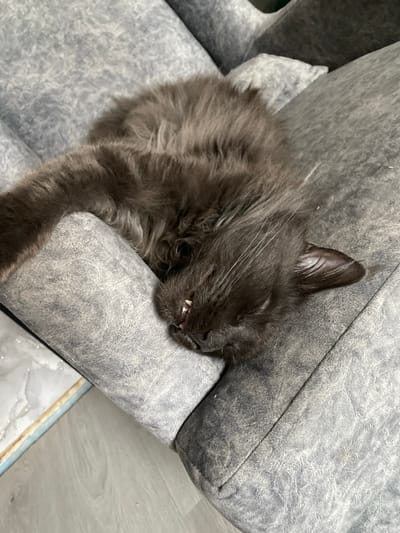 A medium-haired grey cat is asleep on a grey upholstered sofa. The cat is curled up with its head resting on the arm of the sofa, revealing a few teeth. The photo was probably taken indoors and is located in Ореховая Гора, Russia.