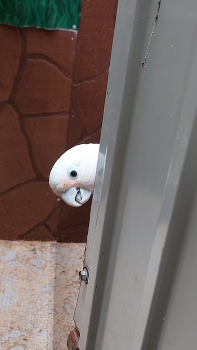 A white cockatoo with a black eye and pinkish markings on its face peeks out from behind a vertical, light gray corrugated metal panel. The bird's head is turned slightly to its left, and its beak is partially open. In the background, to the left of the bird, is a wall made of reddish-brown, rough-hewn stone-like tiles, with a strip of bright green material at the very top. The ground in the foreground is a light-colored, speckled surface. The scene appears to be outdoors, possibly in a yard or garden area. The image does not provide any information about the location being in the city of Зелёный, Russia.