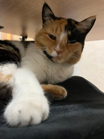 A calico cat lies on a dark surface beneath a wooden table. The cat's fur is a mix of white, orange, and black patches. Its front right paw is extended towards the camera, resting on the dark surface. The cat's head is turned slightly, with its eyes looking forward. The background appears to be a wall with some light coming from the left. The scene takes place in Azov, Russia.