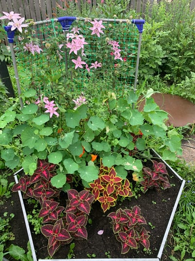 In an outdoor garden setting, possibly in the village of Karmanovo, Russia, a vibrant display of flowering plants and foliage is captured. A wooden fence forms the backdrop, with lush green plants and pink clematis flowers climbing a green mesh trellis supported by metal poles. In the foreground, a raised garden bed contains coleus plants with striking burgundy and green leaves, interspersed with round, green nasturtium leaves. Orange nasturtium flowers are visible amongst the greenery. The scene suggests a well-tended garden with a variety of colorful plants.