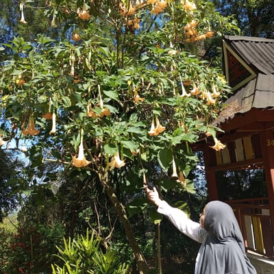 In the city of Gundaling 2, Indonesia, a young person wearing a grey hijab and a white shirt is reaching out to touch a dangling, trumpet-shaped yellow flower on a tree branch. The tree, heavily laden with similar flowers and green leaves, dominates the center of the frame. To the right, a section of a wooden structure with a dark corrugated roof is visible, featuring colorful vertical planks and the number "34" painted on its side. The background consists of lush green foliage, trees, and a glimpse of the sky.