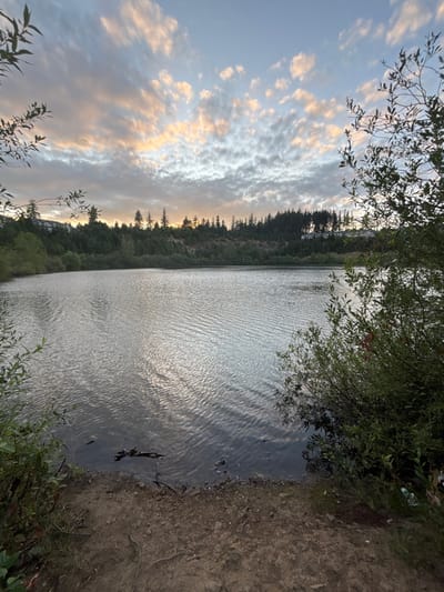 A placid lake stretches vertically, bordered by a dense forest line on the left. The sky is filled with mottled clouds tinged with a soft golden hue from the setting sun. Trees and vegetation frame the top and right edges of the image, encroaching on the water's edge. The lake's surface reflects light in a shimmering, rippled pattern, creating a tranquil and natural scene.