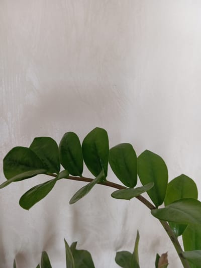 A close-up, eye-level shot captures a Zamioculcas zamiifolia plant's stem and leaves against a textured, light-colored wall. The stem is brown and thin, branching out and supporting multiple ovate, dark green leaves. The leaves are smooth and shiny, with prominent veins visible on some. The background wall has an uneven, stucco-like texture with subtle shadows cast by the plant. The lighting appears soft and diffused, creating a gentle contrast between the plant and the wall. There are no people or other objects present in the frame. The scene is indoors, suggesting a domestic or office environment. The location is not identifiable within the city of Hlynytsi, Ukraine, from the visual information provided.