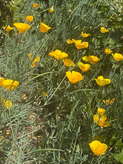 A close-up, eye-level shot captures a patch of blooming California poppies (Eschscholzia californica) in full sun. The vibrant orange-yellow flowers are scattered amongst feathery, green foliage and slender, upright seed pods. The ground is covered in dark soil and scattered with fallen petals. The image appears to be taken outdoors, possibly in a garden or a naturalized area, in Ludwigsburg, Germany. No people or animals are present in the scene.