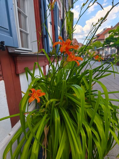 This media file is a close-up, outdoor photograph of orange daylilies blooming in front of a building. The building has a distinctive architectural style, with white stucco walls and red timber framing. A window with blue shutters is visible on the left side of the frame. The daylilies are lush and green, with several bright orange flowers in various stages of bloom, some with closed buds. The foreground is dominated by the vibrant green foliage of the lilies, with a few of the orange flowers interspersed.
In the background, a paved sidewalk or street is visible, lined with trees and buildings. The buildings in the background appear to be residential or commercial, with red-tiled roofs. The sky is blue with scattered white clouds, suggesting pleasant weather, likely daytime. The overall scene evokes a sense of a charming European street or courtyard, possibly in a historic district. There is no visible text in the image. The focus is on the natural beauty of the flowers against the backdrop of the traditional architecture, creating a tranquil and picturesque atmosphere. The time of day appears to be late morning or early afternoon based on the lighting and cloud formations. The location cues, such as the architecture and building materials, along with the provided context of Erlangen, Germany, suggest a European setting.