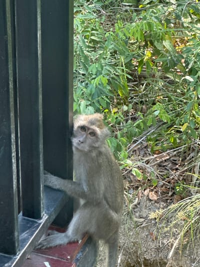 In Phra Ae, Thailand, a macaque monkey is observed in an outdoor setting. The animal, exhibiting grayish-brown pelage and a lighter facial region, is positioned on the left side of the frame, partially obscured by a dark, multi-bar railing. Its right forelimb grips a vertical component of the railing, while its right hindlimb rests on a reddish-brown horizontal support structure. The monkey's head is angled slightly upward and to its right, with its gaze directed towards the observer. The background is composed of dense green vegetation, including various leafy plants and dry detritus, illuminated by direct sunlight.