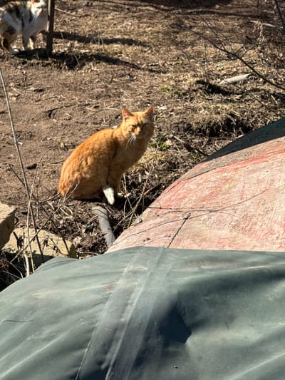 This image captures an outdoor scene in Курылавіцкі сельскі Савет, Belarus, under direct sunlight. A ginger tabby cat with orange fur and visible white markings on its paws is seated in the mid-ground, positioned on bare, dry earth and sparse vegetation. The cat faces directly towards the viewer with a stern gaze. A dark, flexible hose is partially visible on the ground, extending beneath the cat. In the background, further to the left, a calico cat with mottled white, brown, and black fur stands partially obscured by a thin tree trunk, facing away from the viewer. The ground throughout the background consists of dry, brown soil with scattered dead grass and twigs. To the immediate right of the ginger cat, a large, weathered object with a reddish-brown, peeling surface, consistent with an aged boat hull or large structure, slopes upwards. The lower portion of the foreground is covered by a dark green, textured fabric or tarp material, showing dust and folds. Shadows are cast by the subjects and objects, indicating bright daytime conditions.