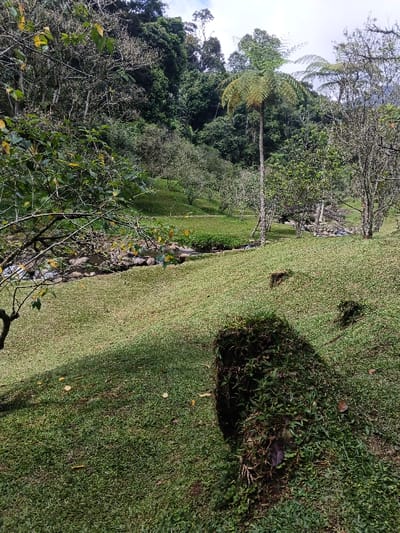 This media file presents a lush, verdant landscape, likely a cultivated garden or park setting, situated in Ban Pong, Thailand. The scene is illuminated by bright daylight, suggesting mid-morning or early afternoon, with distinct shadows cast across the green, undulating grassy slopes that dominate the foreground and middle ground.

A narrow, rocky stream or small river meanders horizontally through the middle of the image, bordered by the manicured grass. Various trees are scattered throughout the area: some with light-colored, possibly deciduous, branches appear on the left and right sides, while others are dense with foliage. A prominent feature is a tall, slender tree with large, fern-like fronds at its crown, standing in the middle ground on the right. In the far background, a dense, dark green tropical forest covers a hillside, ascending towards a partly cloudy sky.

In the immediate foreground on the right, a dark, irregularly shaped object, possibly a weathered tree stump or rock, is heavily overgrown with moss and smaller plants, contributing to the rich natural texture. The absence of people and visible man-made structures beyond the possibly cultivated grass enhances the serene and natural ambiance of the scene. No visible text is present.