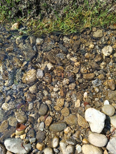 This is a top-down, close-up shot of a shallow, clear stream bed bordered by a grassy bank. The stream bed is filled with a variety of smooth, rounded rocks of different sizes and colors, ranging from light tan and grey to darker brown and speckled grey. The water is calm, with ripples creating a shimmering, dappled effect on the rocks below. A few strands of green grass and some dry, brown vegetation are visible along the edge of the water, where the bank transitions from dark soil to the water. The lighting suggests it is daytime, likely with bright sunlight, as indicated by the highlights on the water and some of the stones. There is no visible text in the image. The scene evokes a sense of natural tranquility and the simple beauty of a flowing stream in a rural setting, possibly Stănești, Romania.