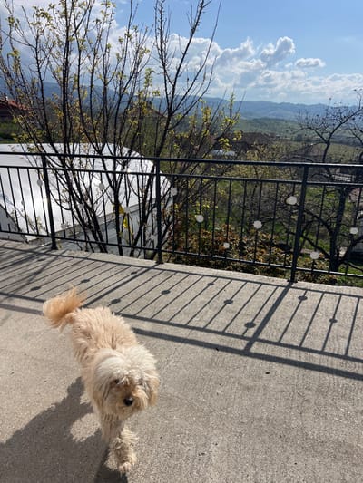 The image captures an outdoor scene in Djigurovo, Bulgaria, under a bright, partly cloudy sky. In the immediate foreground, a light-colored domestic dog, exhibiting dense, curly fur consistent with a Poodle or similar breed, walks from the mid-right towards the lower-left, facing the viewer. Its tail is curled upwards. The dog is positioned on a light gray concrete surface that shows strong, elongated shadows cast by a railing, indicating direct sunlight from the right. A dark metal railing with vertical bars, horizontal top and bottom rails, and decorative circular white elements runs horizontally across the midground. Behind this railing, a sloped area descends, revealing the reflective, translucent roof of a structure, possibly a greenhouse, positioned below and to the left. The background displays a hilly landscape characterized by numerous trees, some with emerging green leaves and others still bare-branched. Scattered residential buildings with reddish-brown roofs are visible among the vegetation on the hills, which extend towards distant rolling terrain under the blue sky dotted with white cumulus clouds.