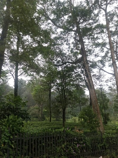 The image captures a serene, lush landscape, likely a tea plantation, viewed from behind a fence. The scene is dominated by various shades of green from dense foliage under an overcast sky.
In the immediate foreground, a dark-colored, rustic fence stretches across the bottom of the frame, partially obscured by green vegetation, vines, and small plants. Some small, delicate light purple flowers are visible among the greenery clinging to the fence on the lower left side.
Beyond the fence, the midground reveals a vast expanse of neatly cultivated green bushes, characteristic of a tea plantation, stretching across gentle slopes. Several medium-sized trees are interspersed throughout the tea bushes, their trunks and branches visible, adding vertical elements to the rolling landscape.
The upper half and background of the image are dominated by numerous tall, mature trees with substantial trunks and dense canopies of green leaves. These trees frame the scene, with their branches reaching towards a bright, diffused, and overcast sky, which suggests a cloudy day or soft light conditions. The varying sizes and species of trees contribute to the depth and natural feel of the environment.
The overall impression is one of peaceful natural beauty, hinting at a humid, possibly misty climate common in tea-growing regions. There is no visible text or identifiable activity taking place; the image is a static snapshot of a verdant agricultural landscape.