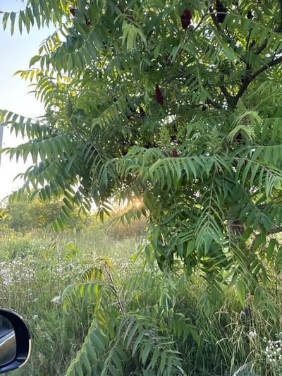 This media file depicts an outdoor scene with lush green foliage in the foreground. The leaves are compound, appearing as long, serrated leaflets arranged along a central stem, characteristic of a sumac or similar plant. Some dark, cone-shaped seed clusters are visible amongst the leaves. Sunlight filters through the leaves, creating dappled light and highlighting some of the brighter green and yellow hues.

In the background, a field of tall grass and small white flowers extends into the distance. The sun appears to be low in the sky, casting a warm glow and suggesting it might be either early morning or late afternoon. The overall atmosphere is serene and natural.

A small portion of a car's side mirror is visible in the lower right corner, indicating the photo was likely taken from inside or near a vehicle. The setting appears to be rural, possibly a roadside or a field in Lisnyky, Ukraine, given the provided location context. No people are visible in the image. The weather appears clear and sunny.